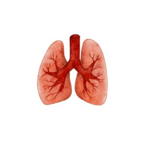 Płuca_jpg